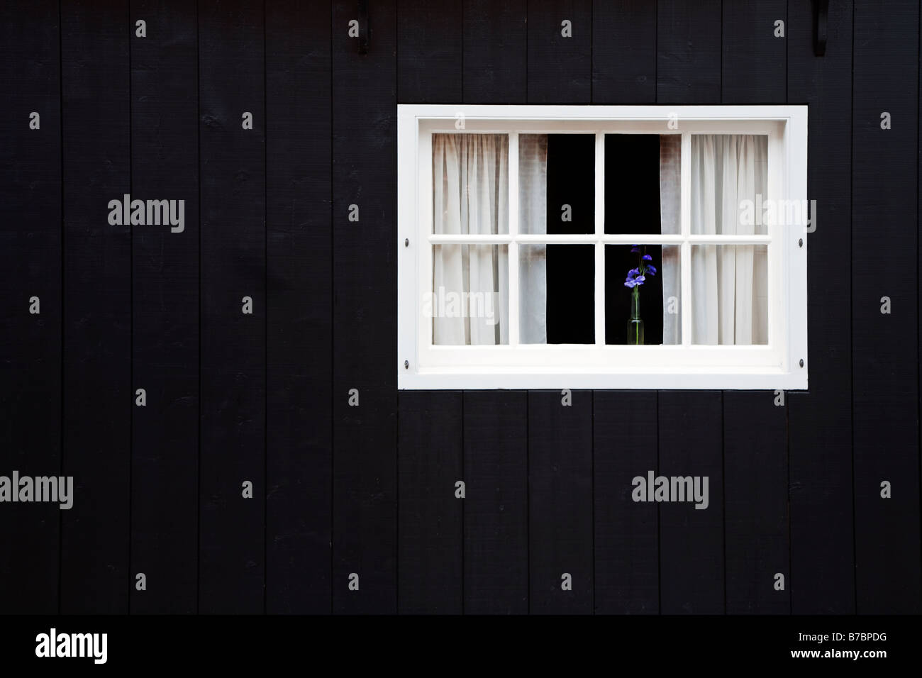 Blue flower in pot in white window set in black wood wall of house Enkhuizen Netherlands Stock Photo