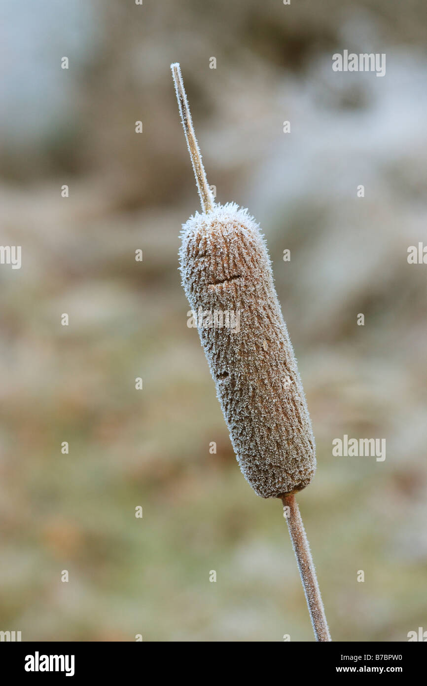 Great Reedmace (Typha latifolia) in Frost Stock Photo