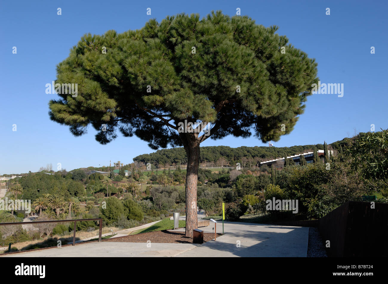 Pinus Pinea Stock Photo