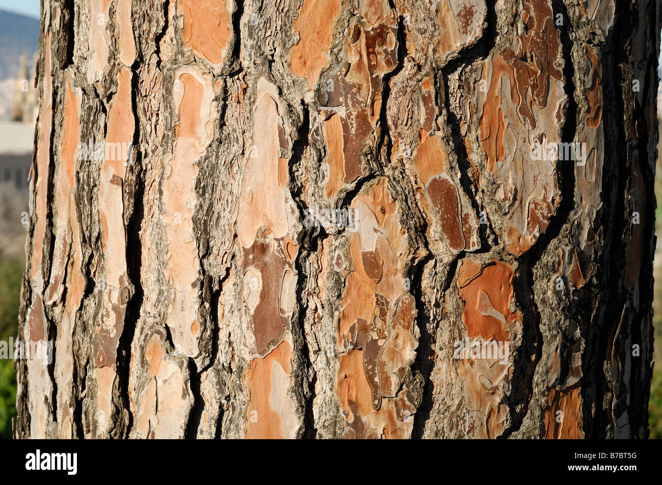 Pinus Pinea Stock Photo