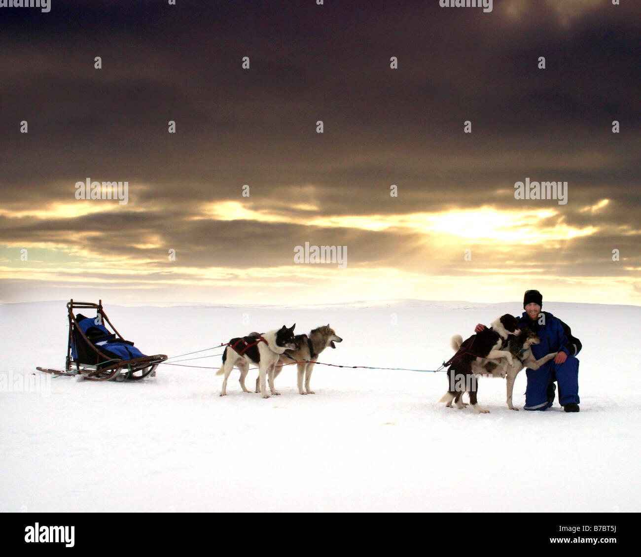 Dog Sledding in the Arctic Stock Photo Alamy