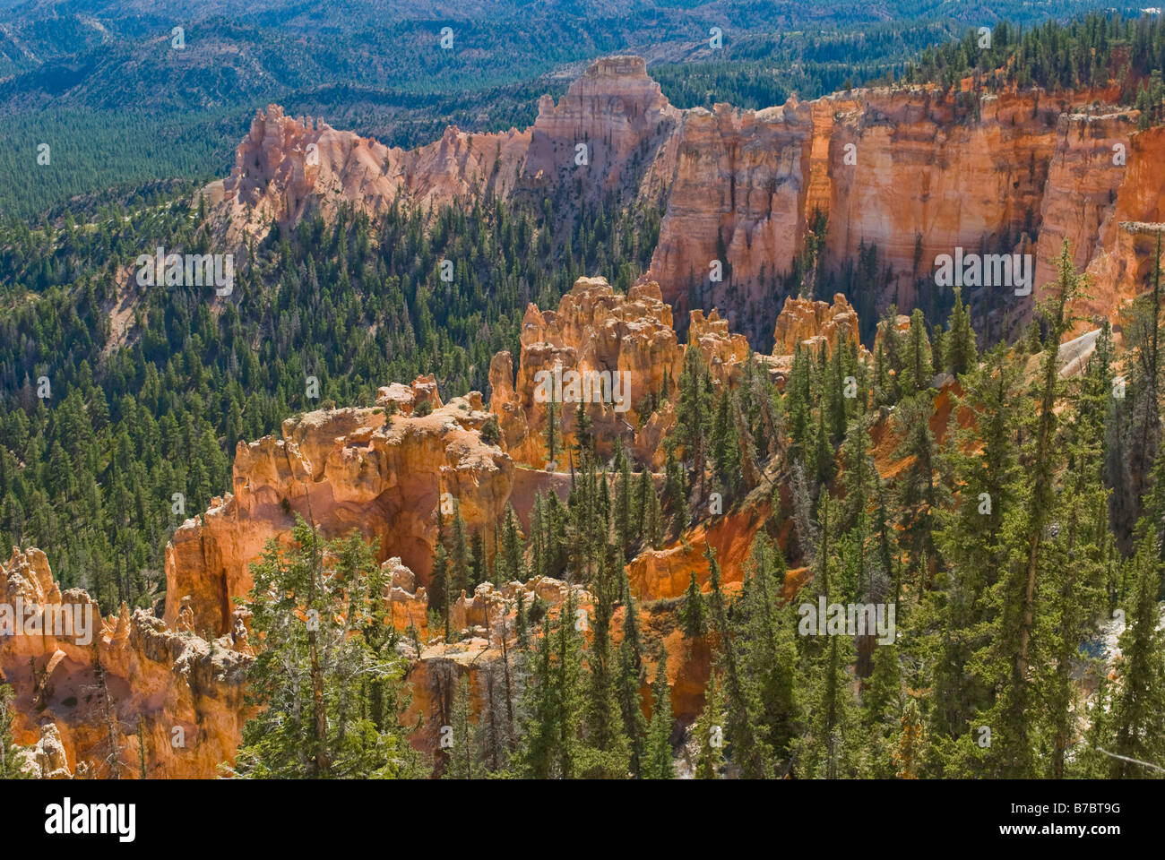 Hoodoos and pine in Bryce Canyon national park Utah Stock Photo