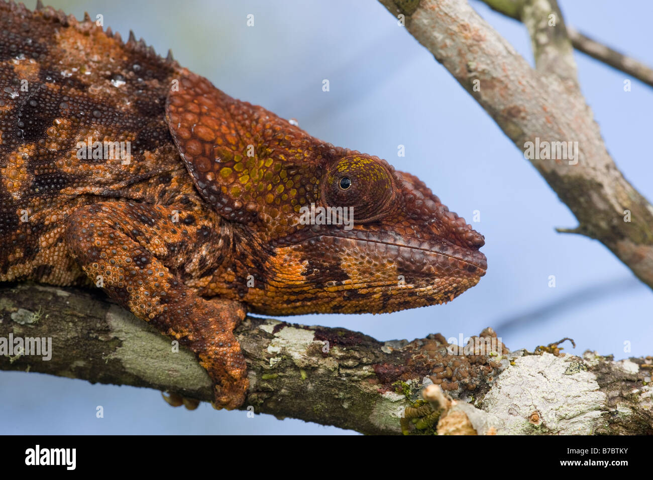 Elephant eared Chameleon Madagascar. Wild - releases not required. Stock Photo