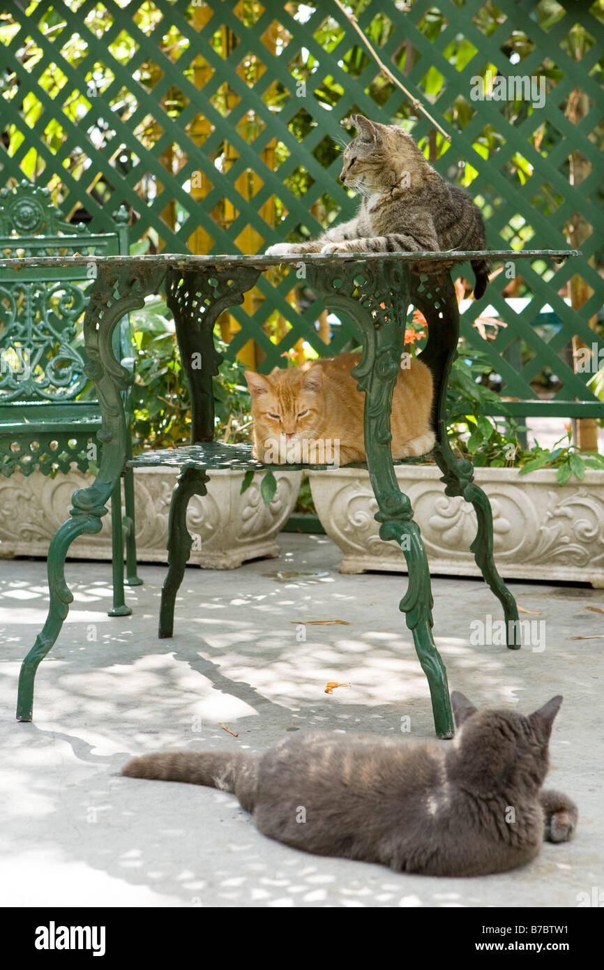 Polydactyl cats descended from pets had by author Ernest Hemingway roam the grounds at the Hemingway House in Key West. Stock Photo
