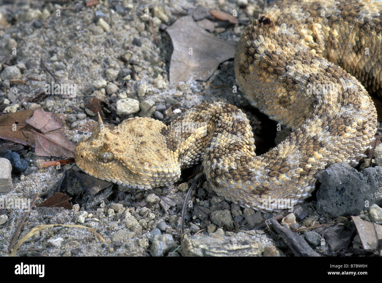 Desert Horned Viper (Cerastes Cerastes Stock Photo - Alamy