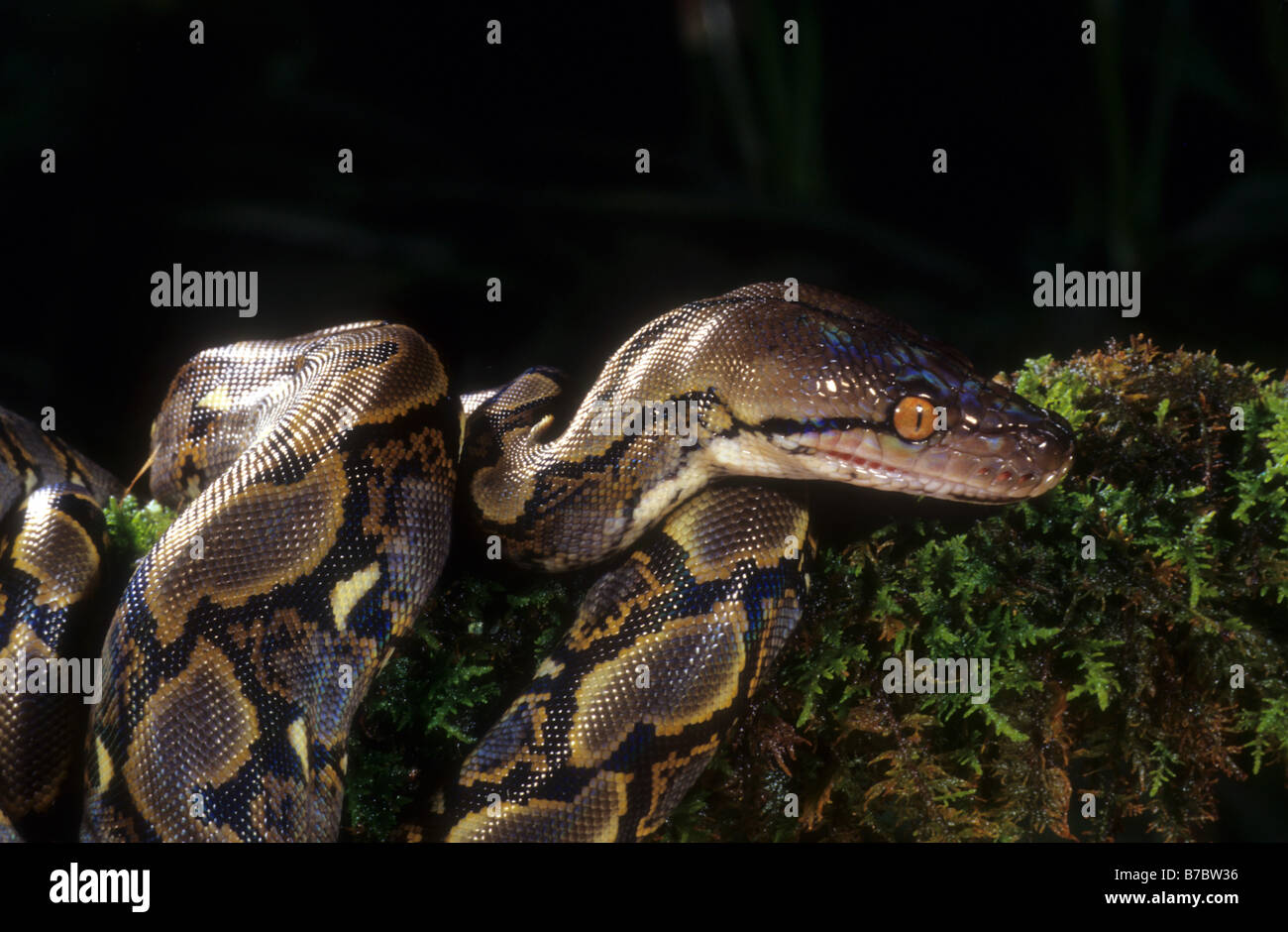 Reticulated Python (Python reticulatus Stock Photo - Alamy