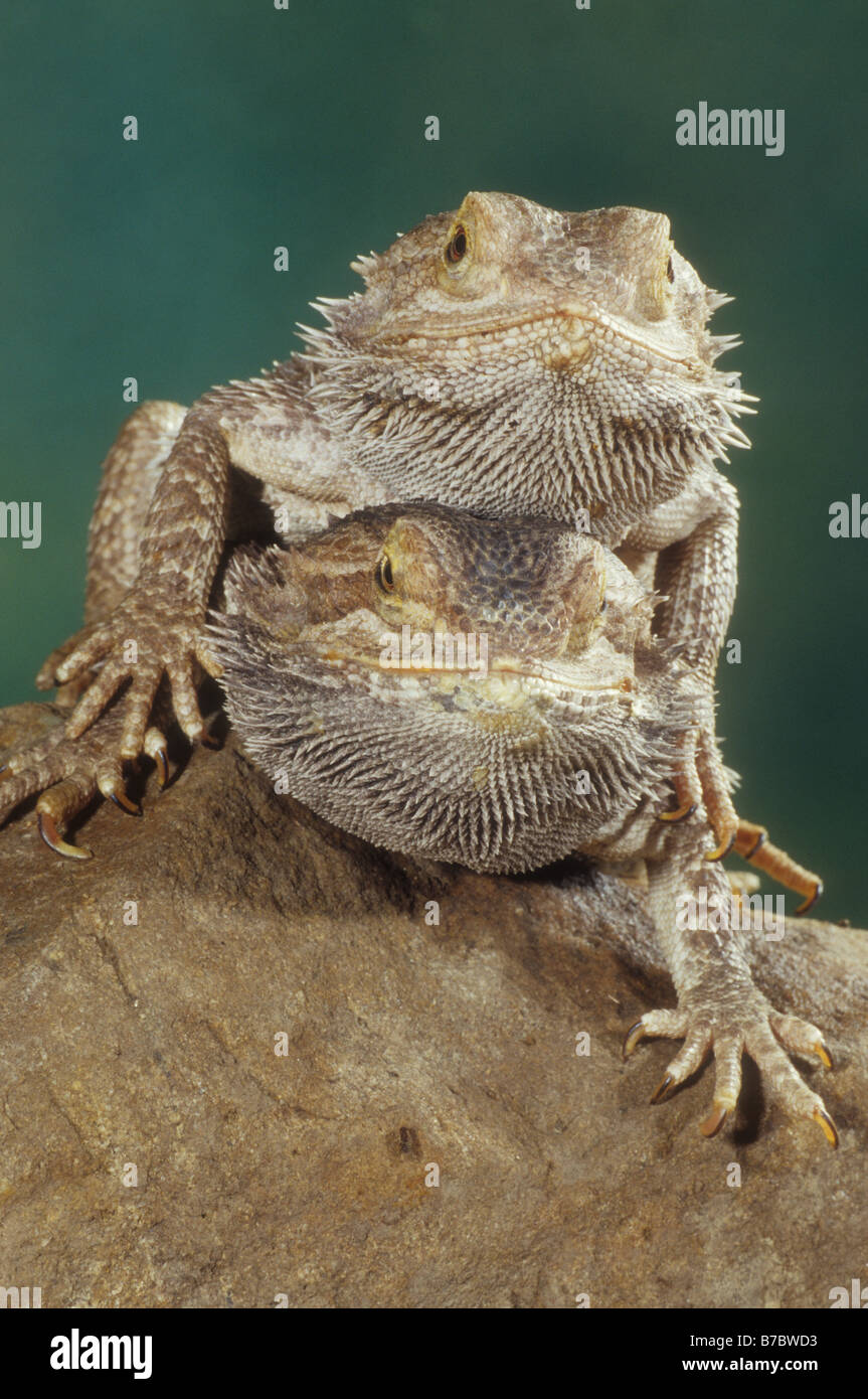 Bearded Dragon (Amphibolurus barbatus) Stock Photo