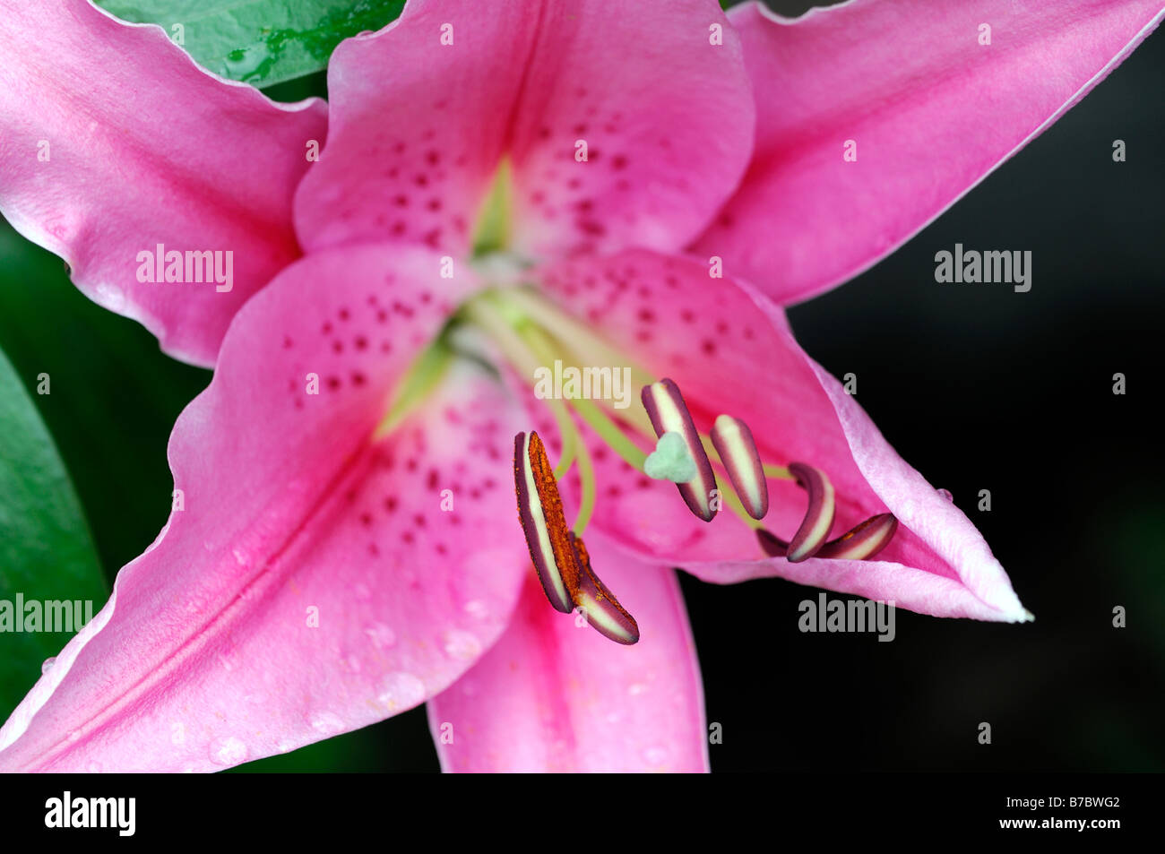 asiatic lilly stargazer pink oriental flower bloom blossom Stock Photo