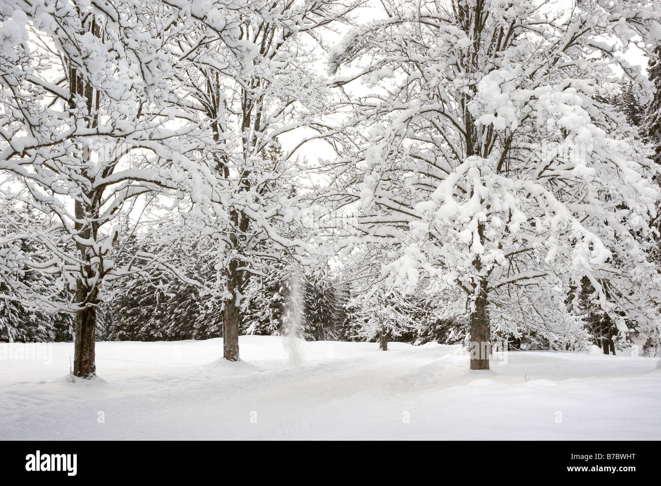 Winter snowy landscape in hi-res stock photography and images - Alamy