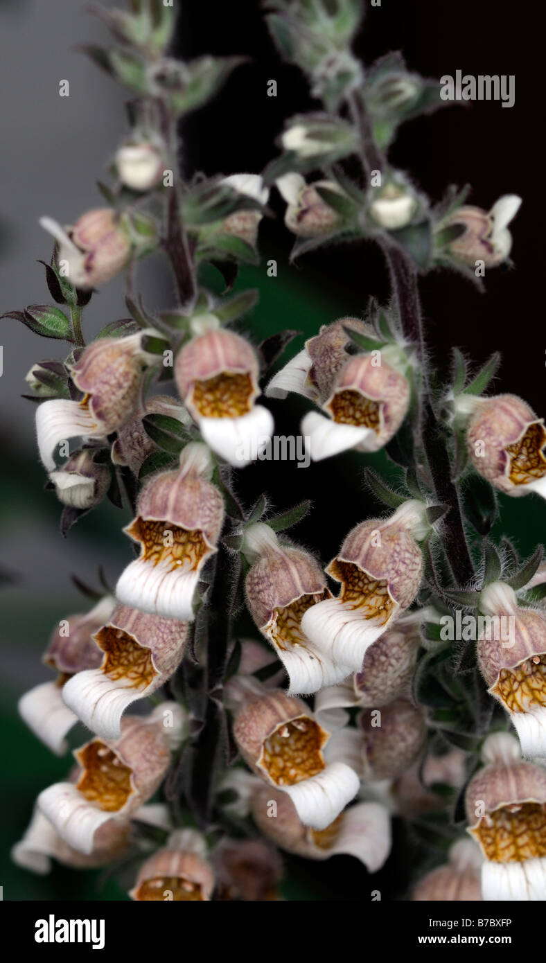 Digitalis lanata Cafe Creme chocolate foxglove biennial short-lived perennial flower raceme Stock Photo
