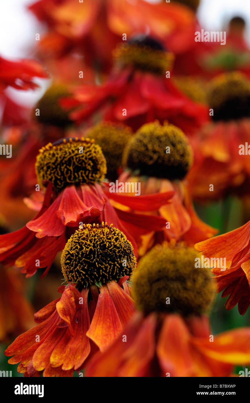 Helenium Moerheim Beauty Red Helen's flower Sneezeweed closeup close up ...