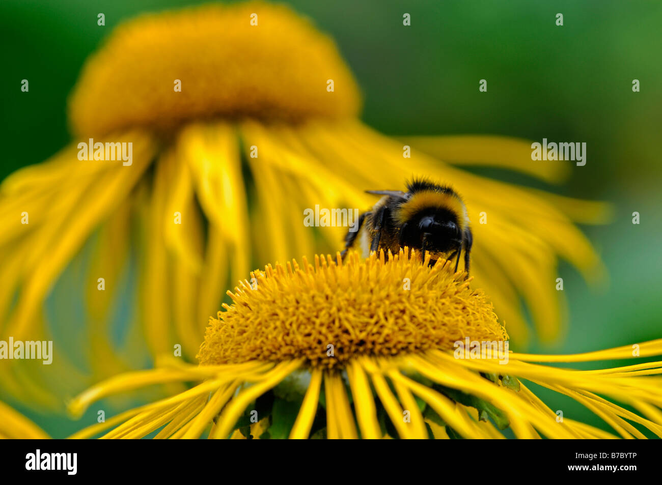 Echinacea cultivar Coneflower honey bee feeding feed collect collecting