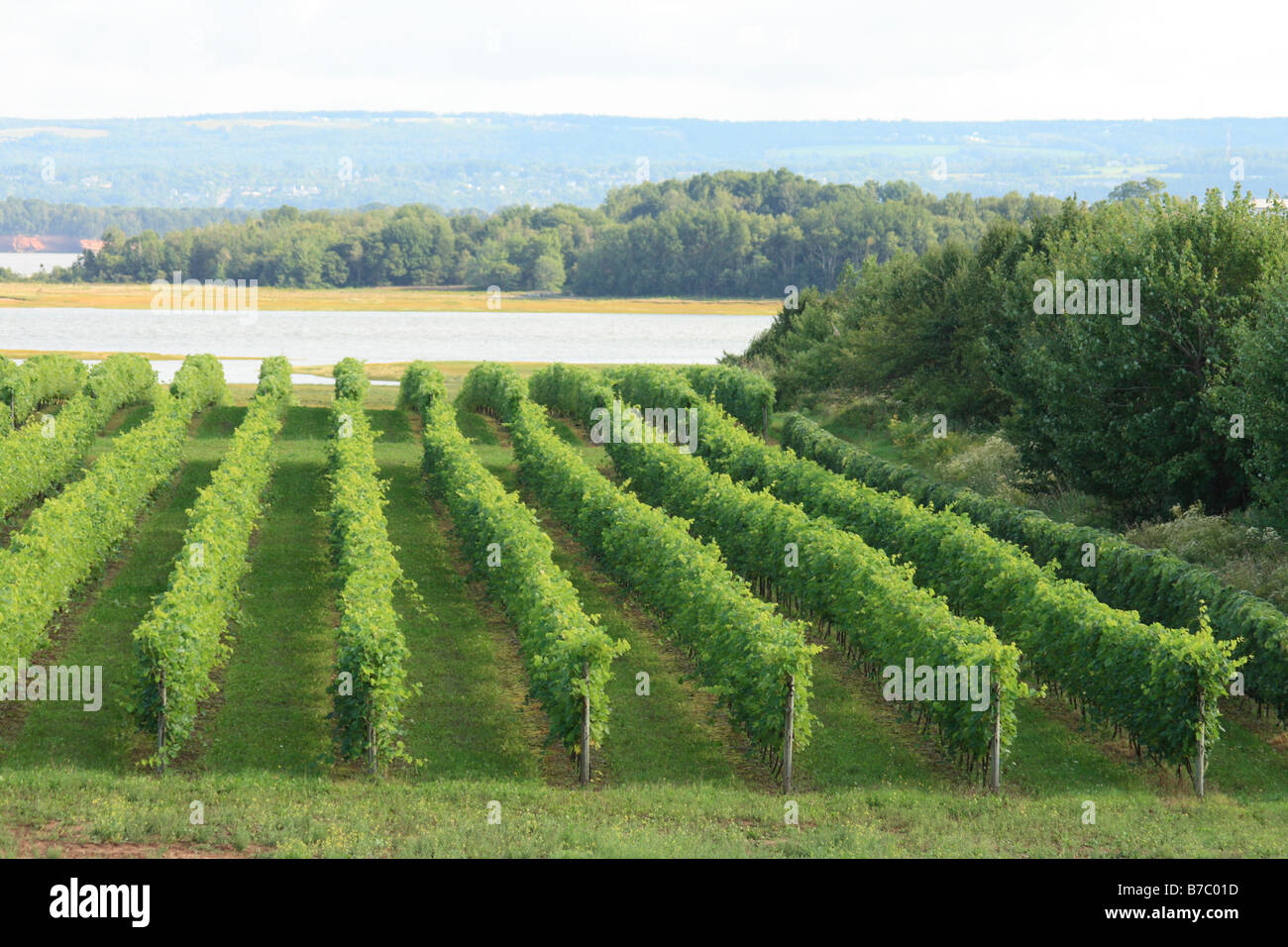 a vineyard in the Annapolis valley, Nova Scotia, Canada Stock Photo