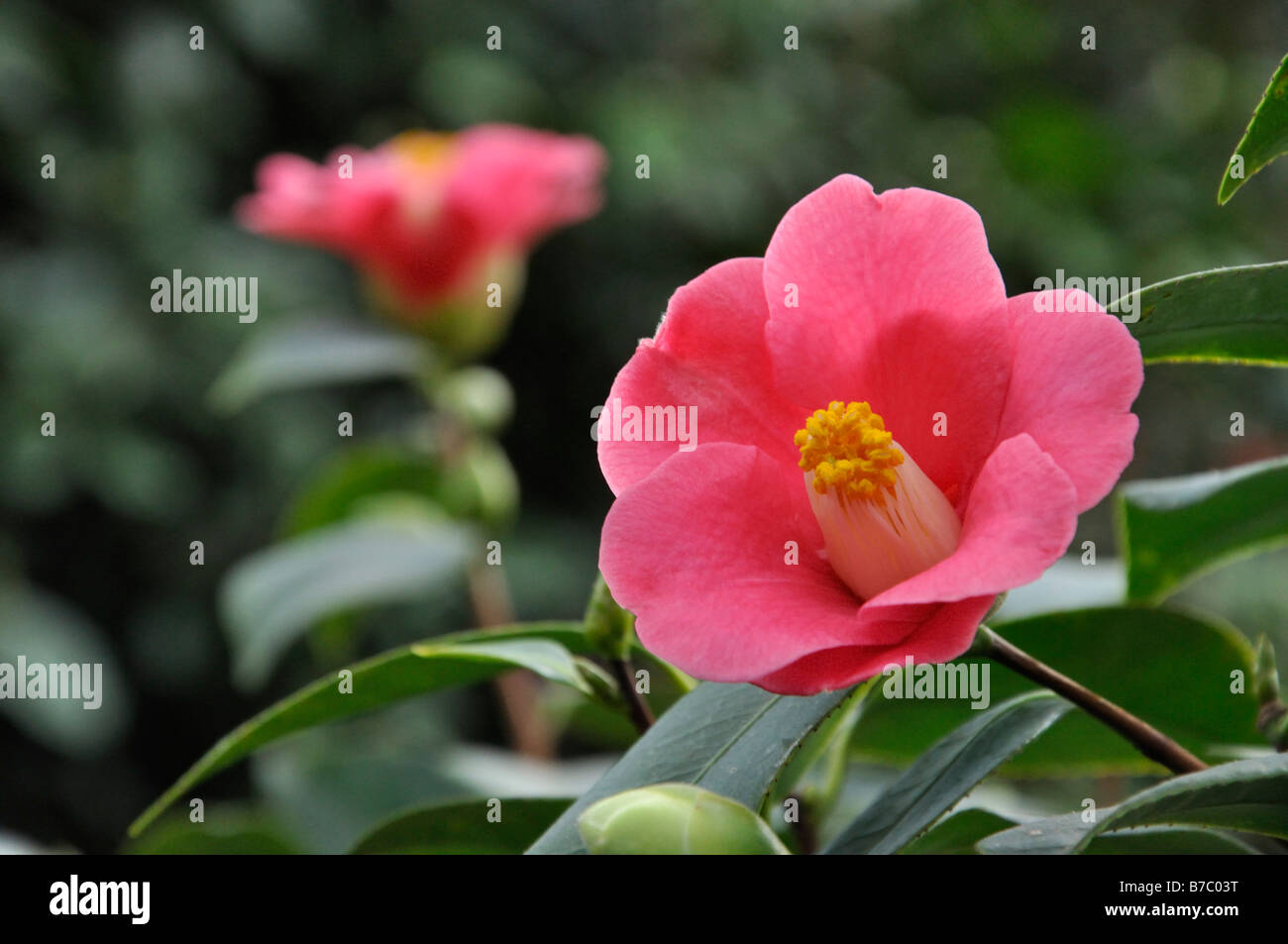 Japanese camellia (Camellia japonica) Stock Photo