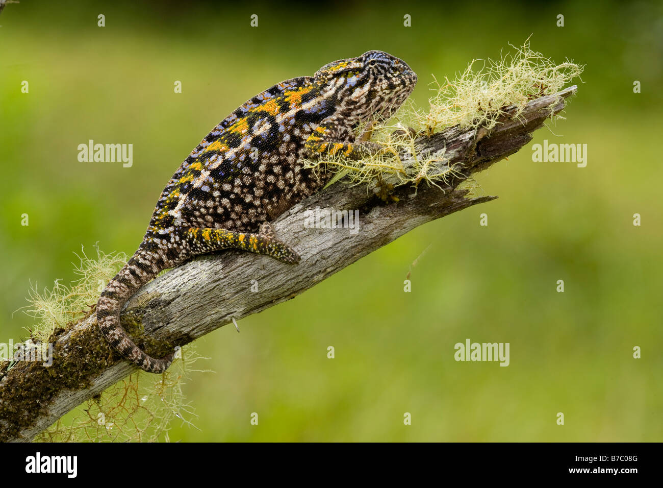 Carpet Chameleon Madagascar. Wild - releases not required Stock Photo