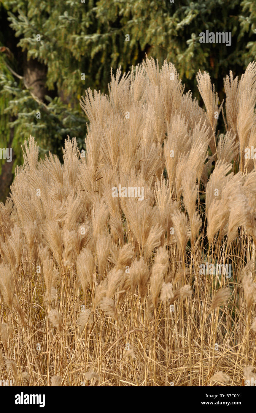 Miscanthus sinensis silberfeder hi-res stock photography and images - Alamy