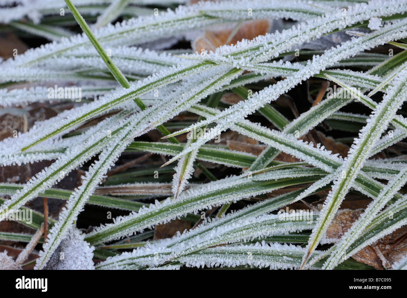Morrow's sedge (Carex morrowii) with hoar frost Stock Photo