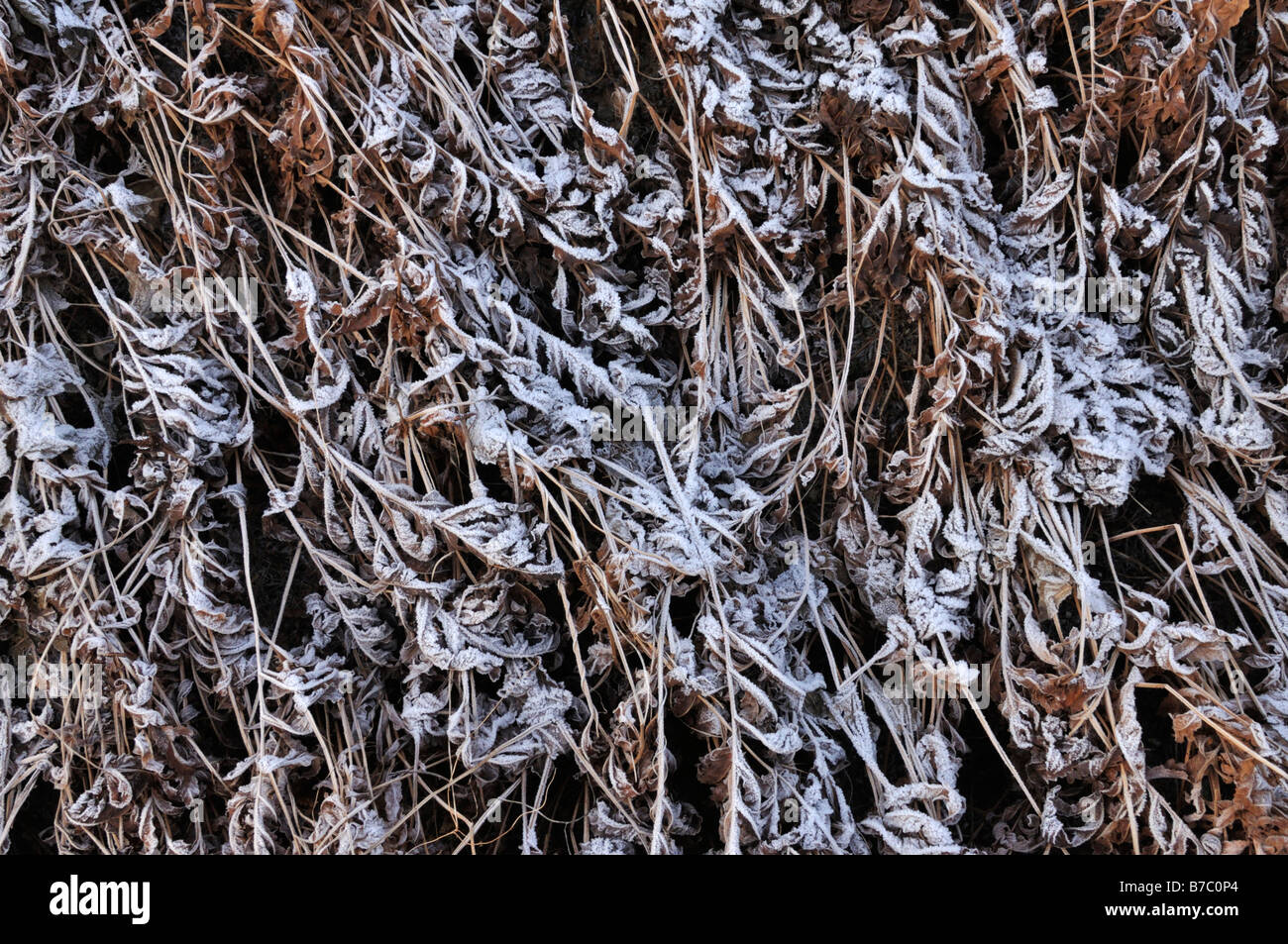 Sensitive fern (Onoclea sensibilis) with hoar frost Stock Photo