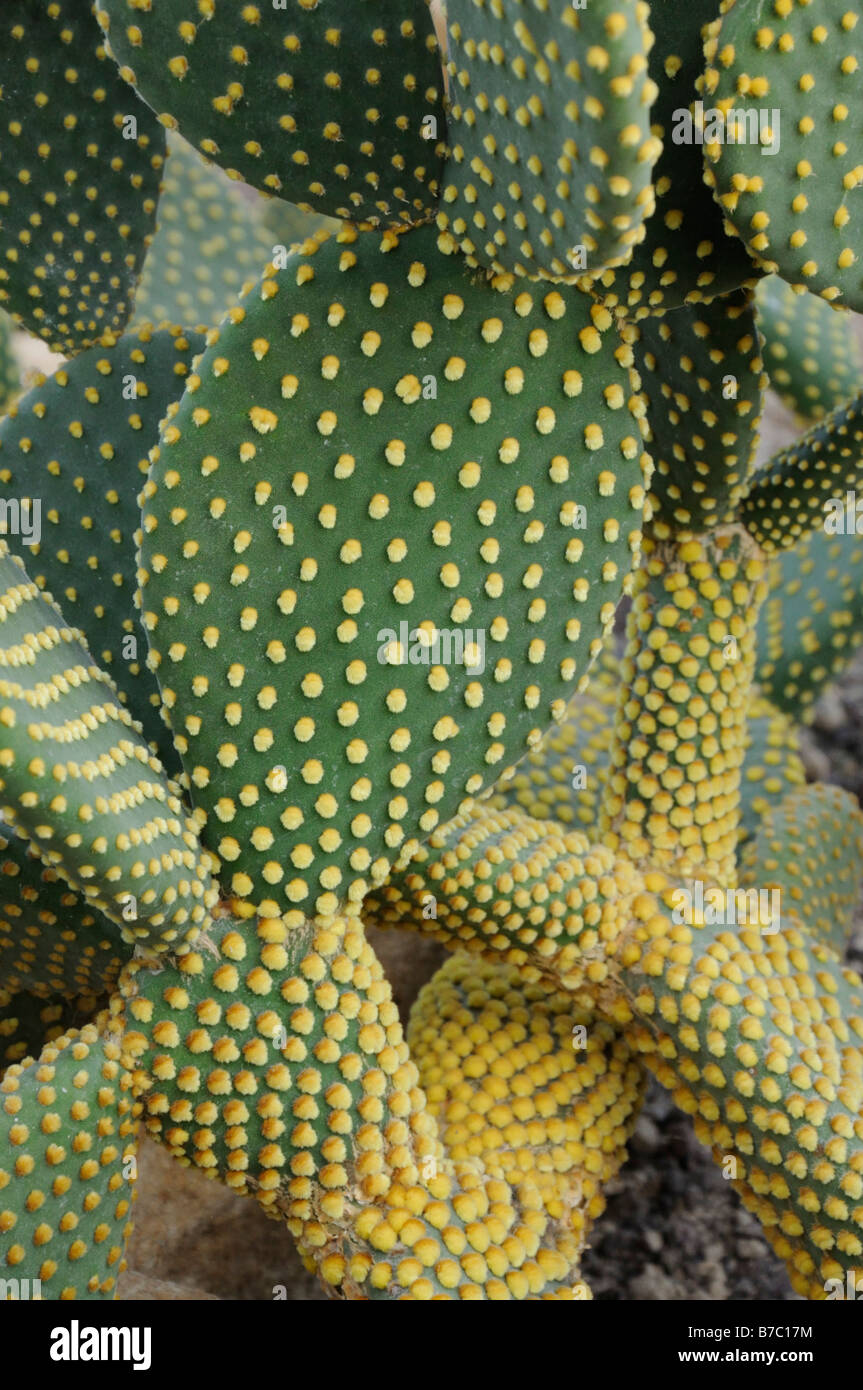 Bunny ears cactus (Opuntia microdasys) Stock Photo