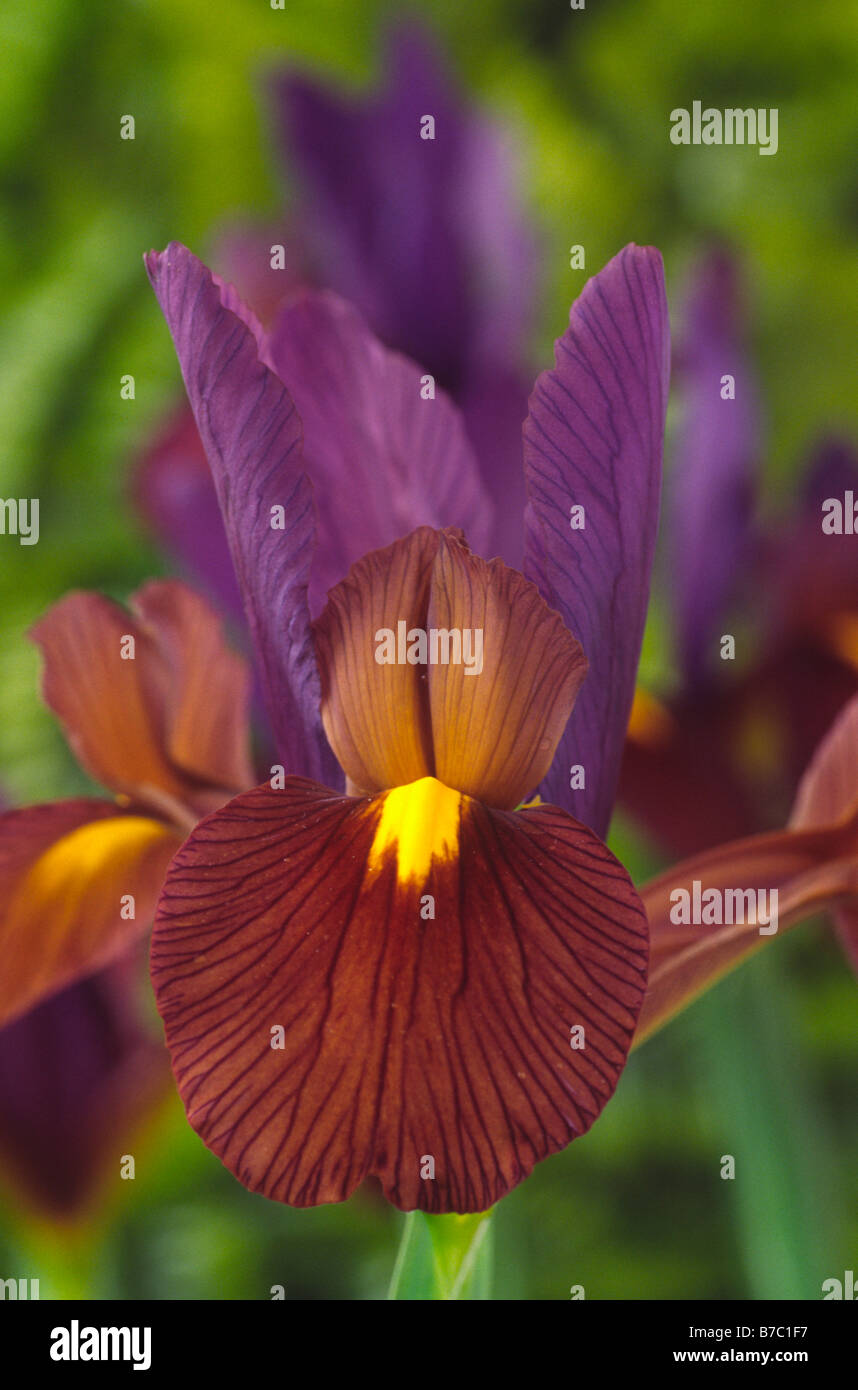 Iris 'Eye of Tiger' (Dutch iris Stock Photo Alamy