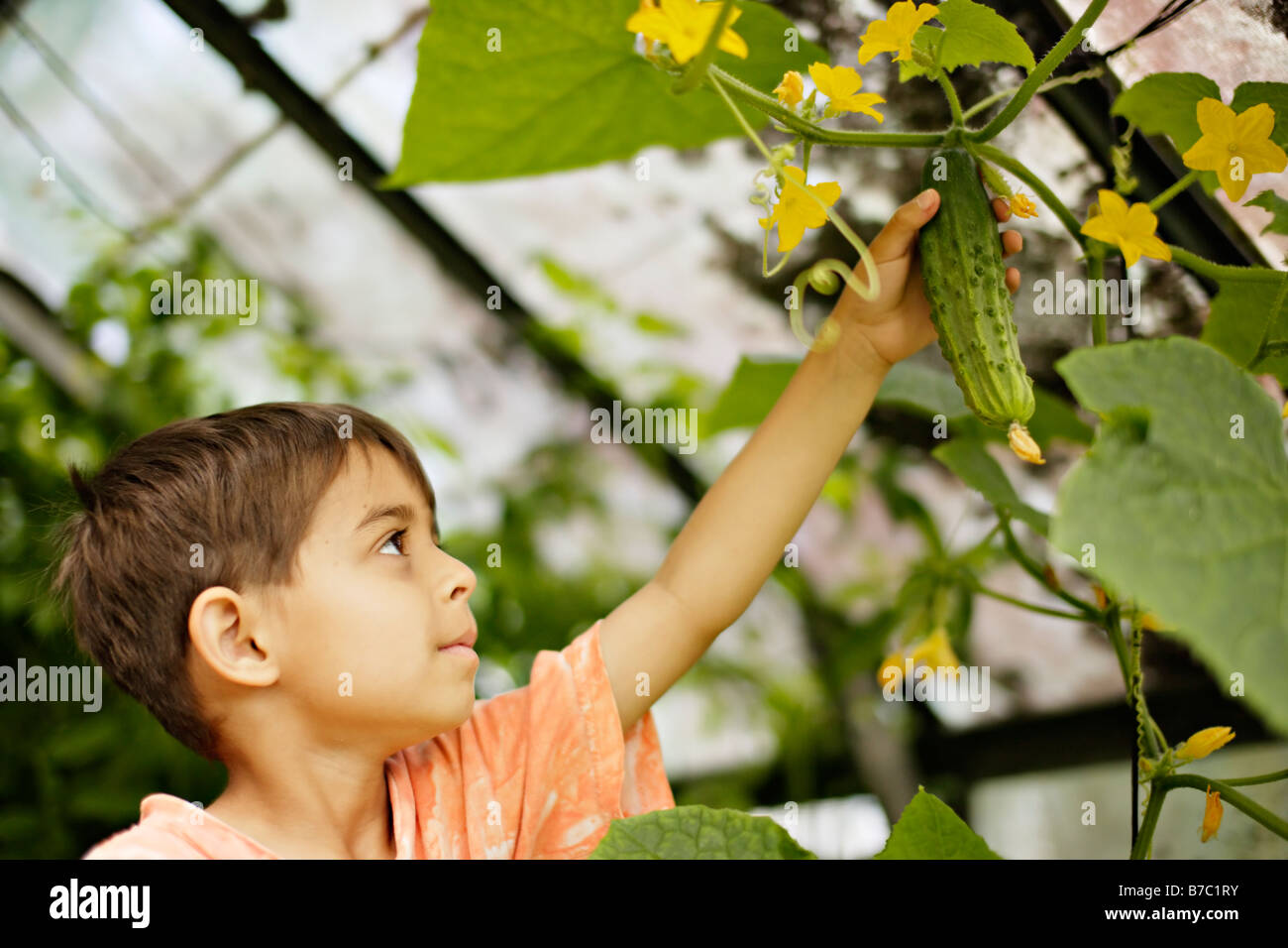 Six year old boy picks cucmber from vine in greenhouse Stock Photo