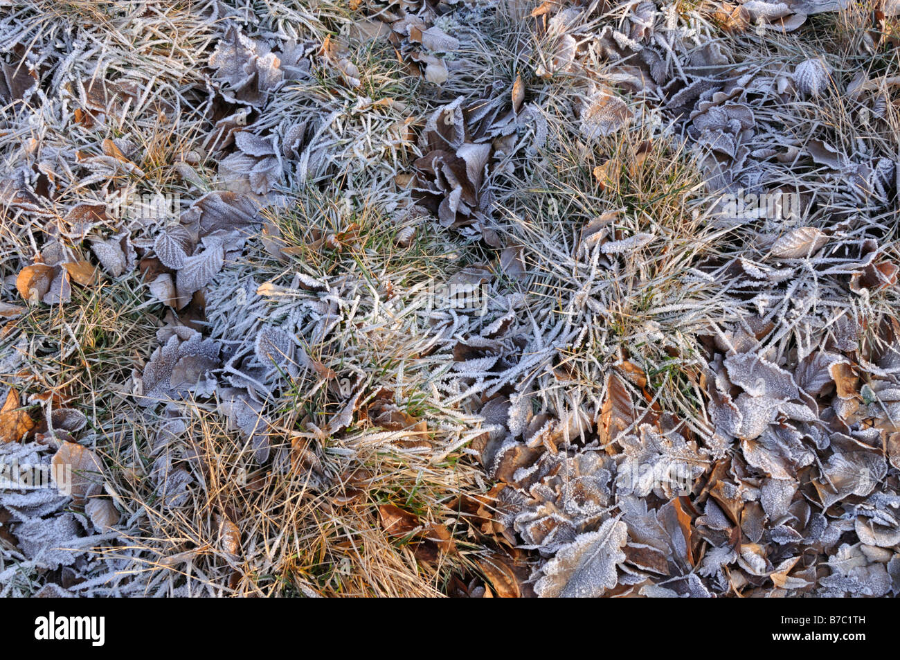 Hungarian blue grass (Sesleria sadleriana) with hoar frost Stock Photo