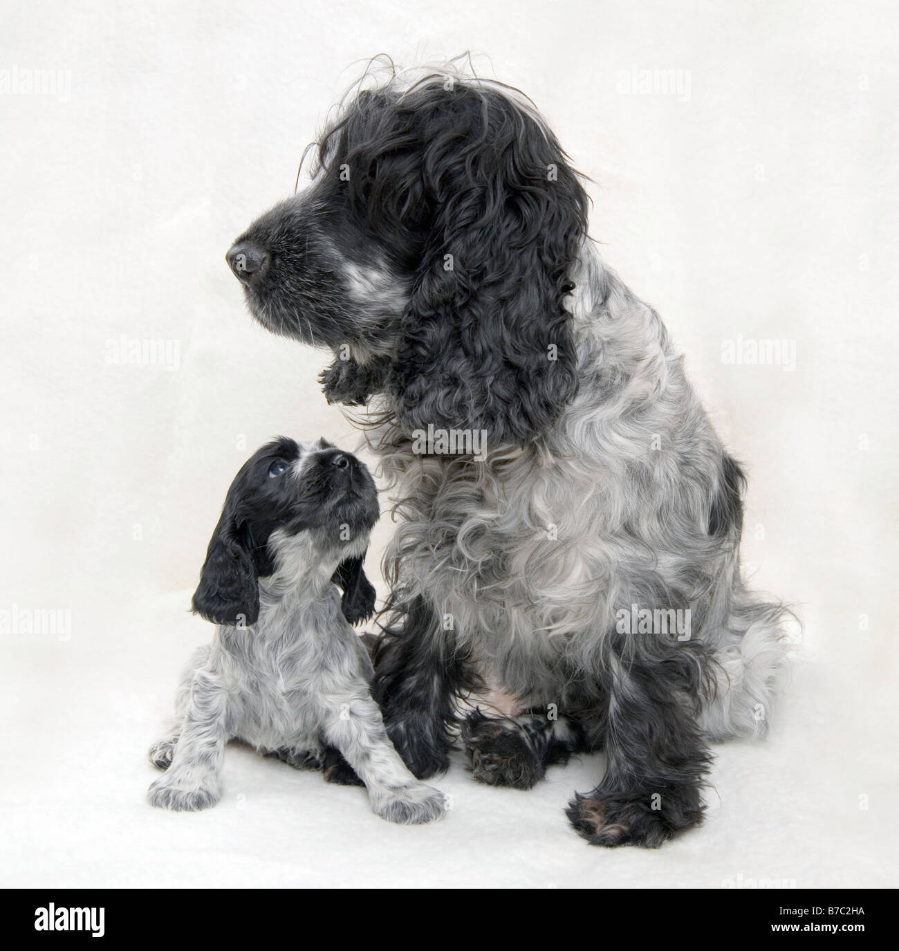 Mother and Puppy Cocker Spaniel Blue Roan Stock Photo