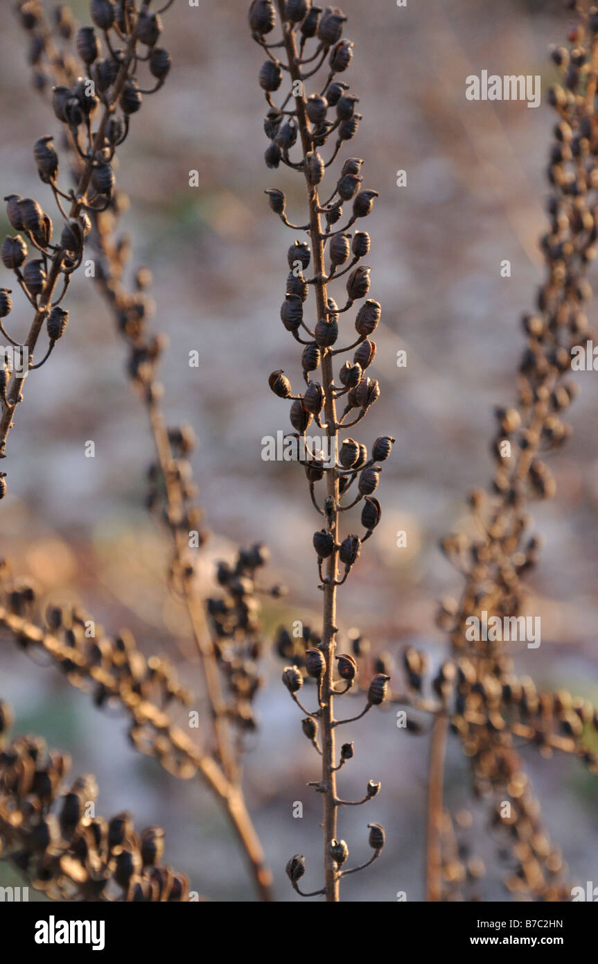 Black cohosh (Cimicifuga racemosa syn. Actaea racemosa) Stock Photo