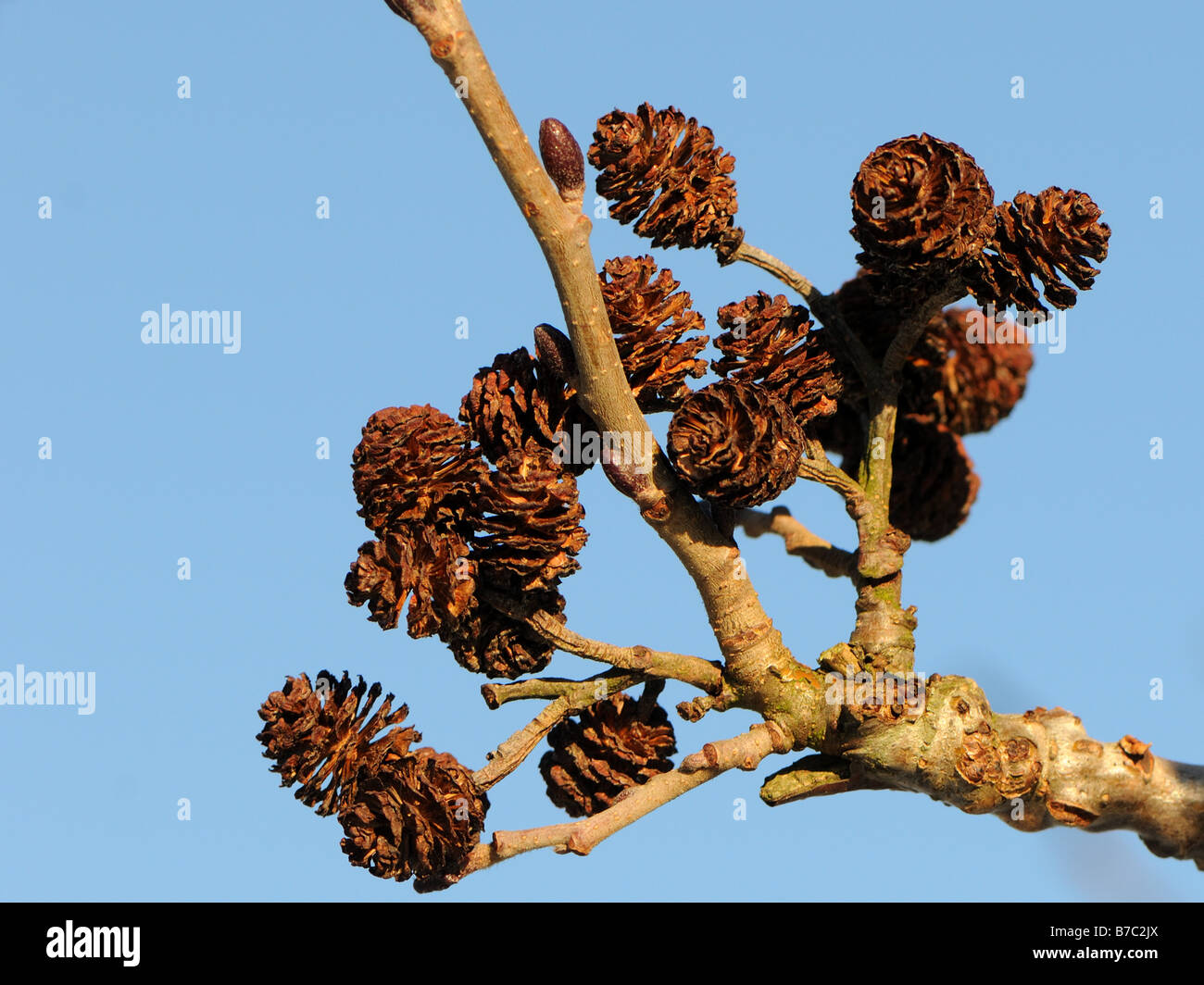 Alder cones on Alnus incana (Grey Alder) tree Stock Photo