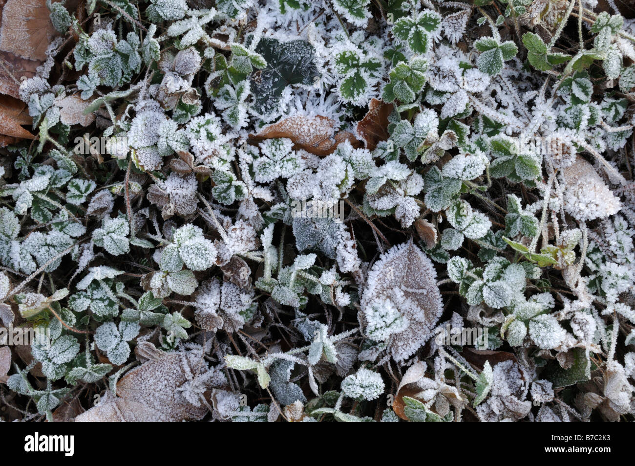 Pink barren strawberry (Potentilla micrantha) with hoar frost Stock Photo