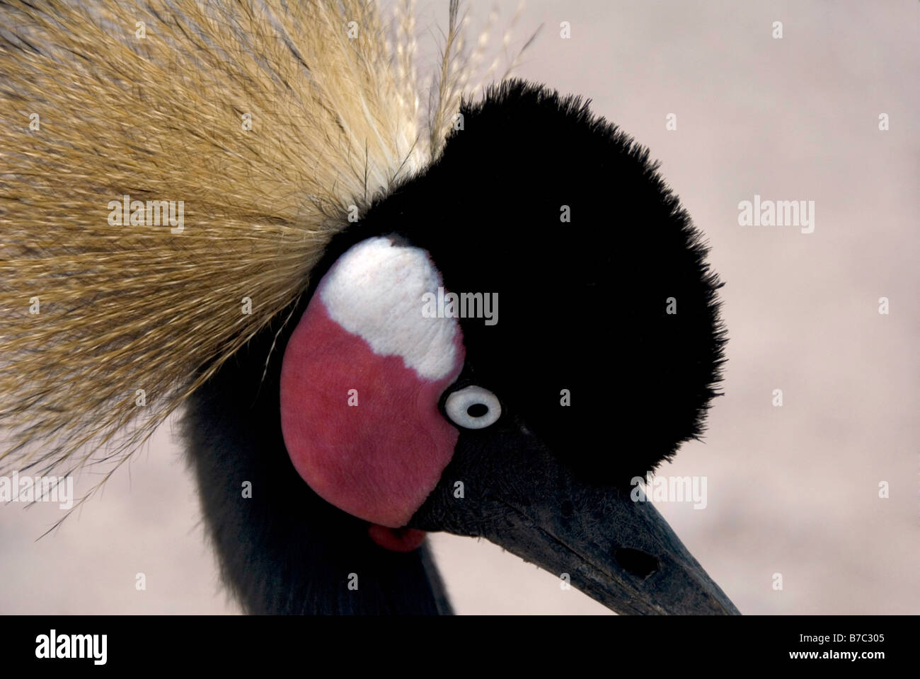 Black Crowned Crane Stock Photo