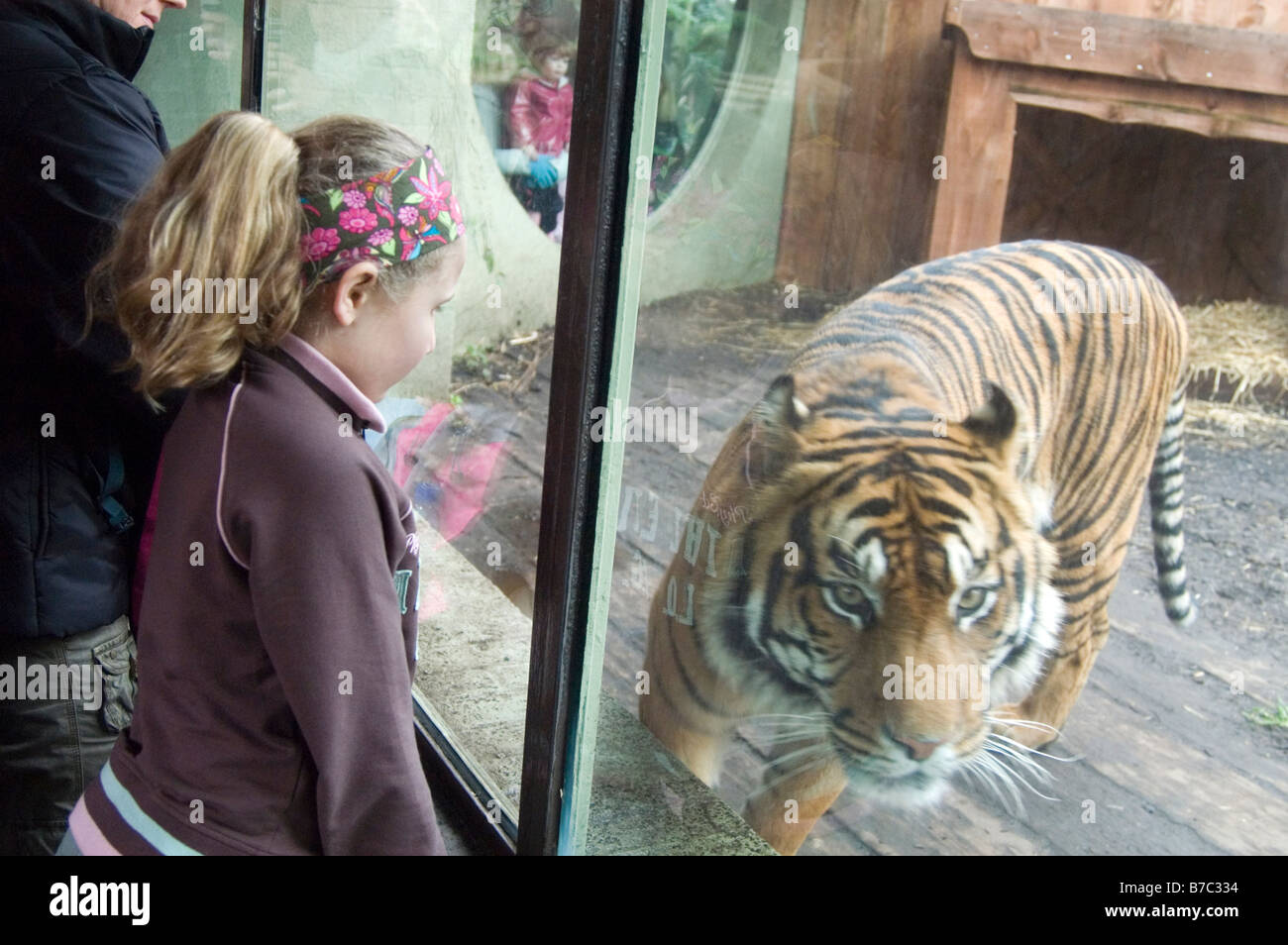 Young girl watching tiger in its enclosure at London Zoo, UK Stock Photo