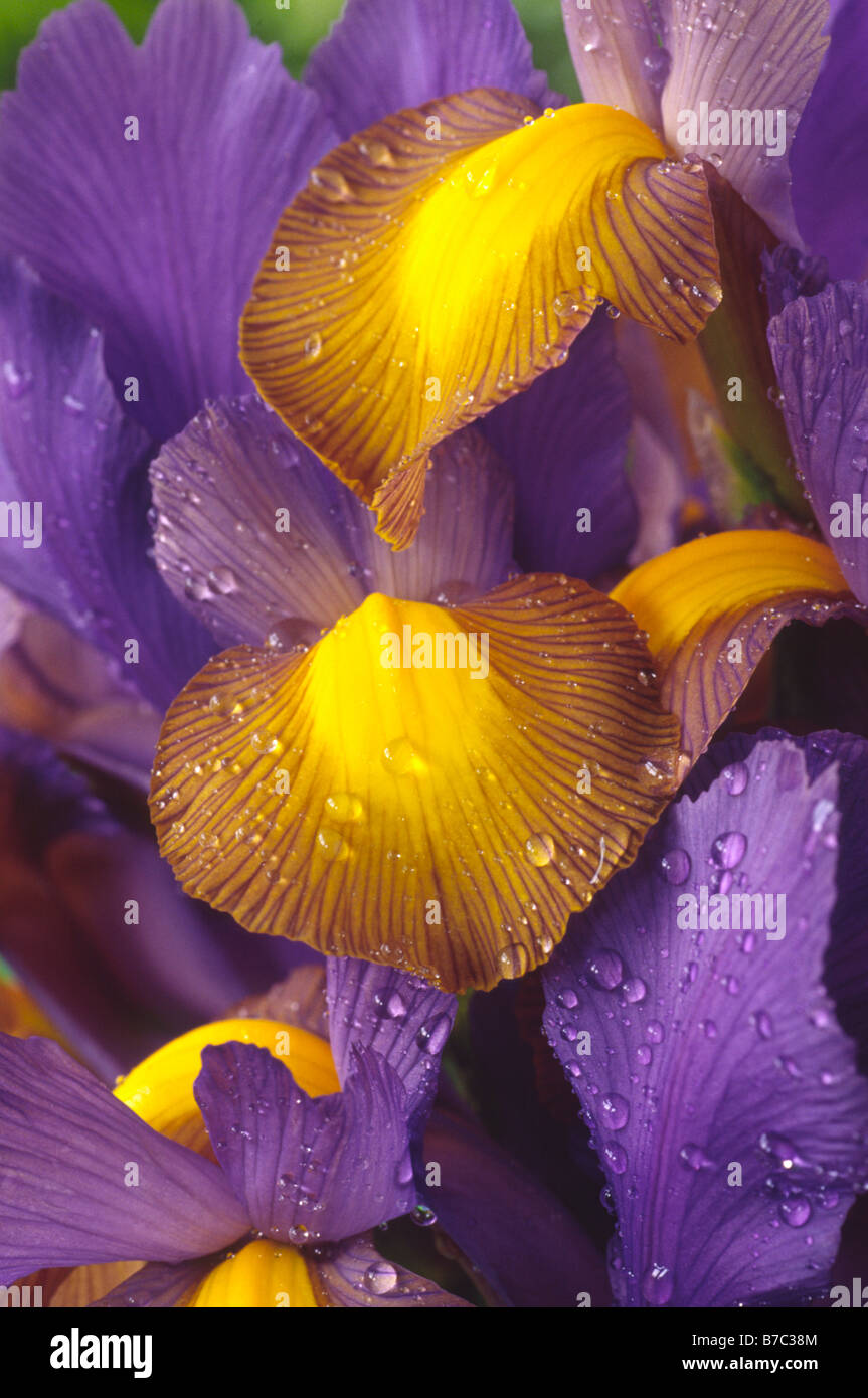 Dutch iris Stock Photo - Alamy