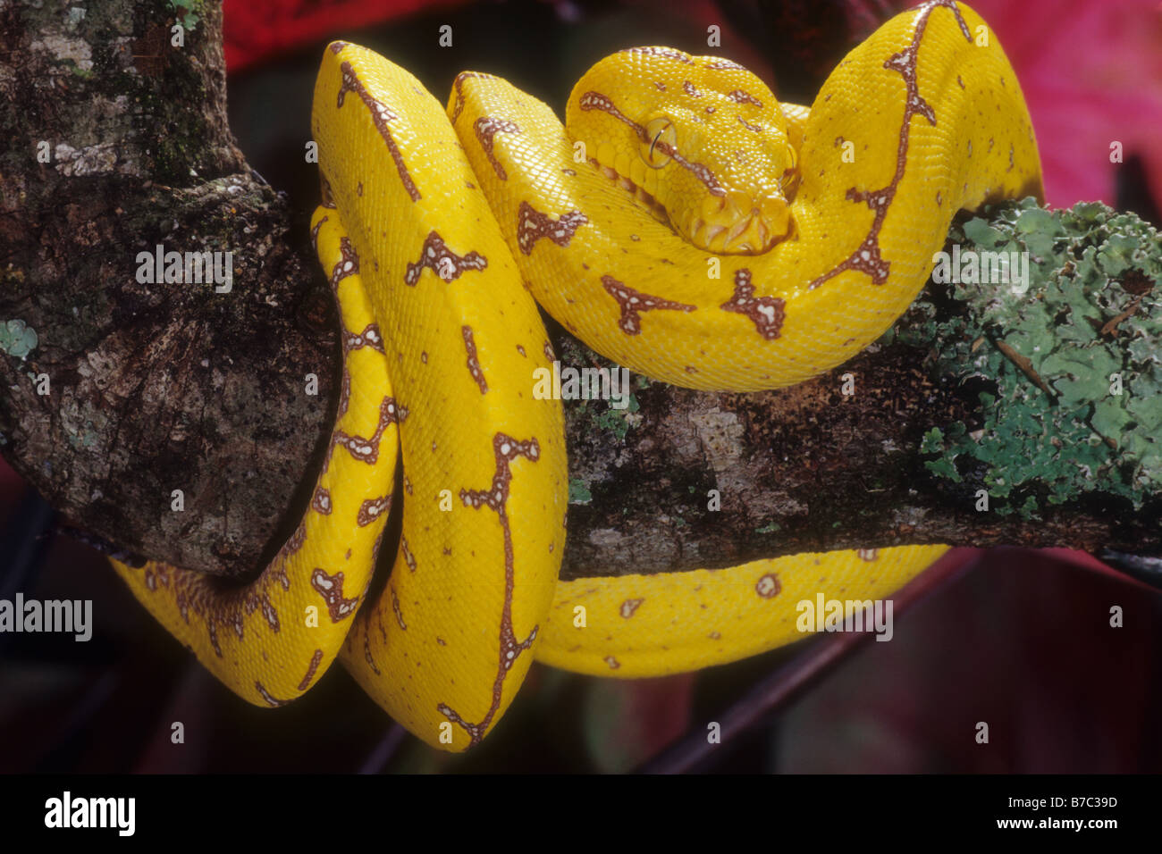 Yellow Tree Python