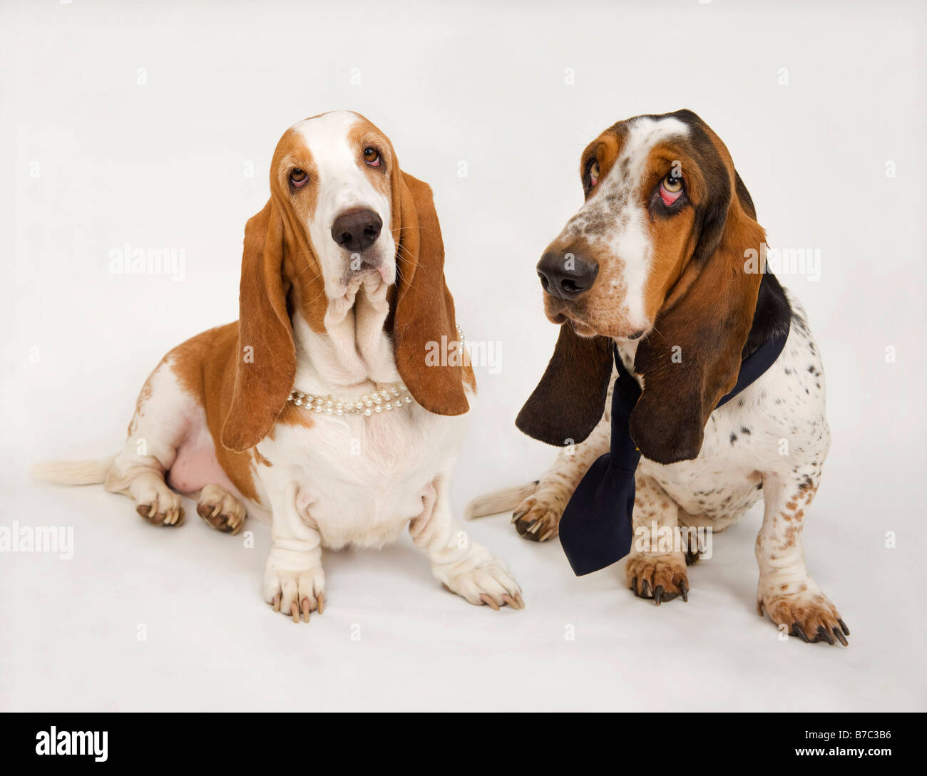 Pair of Basset Hounds Stock Photo Alamy