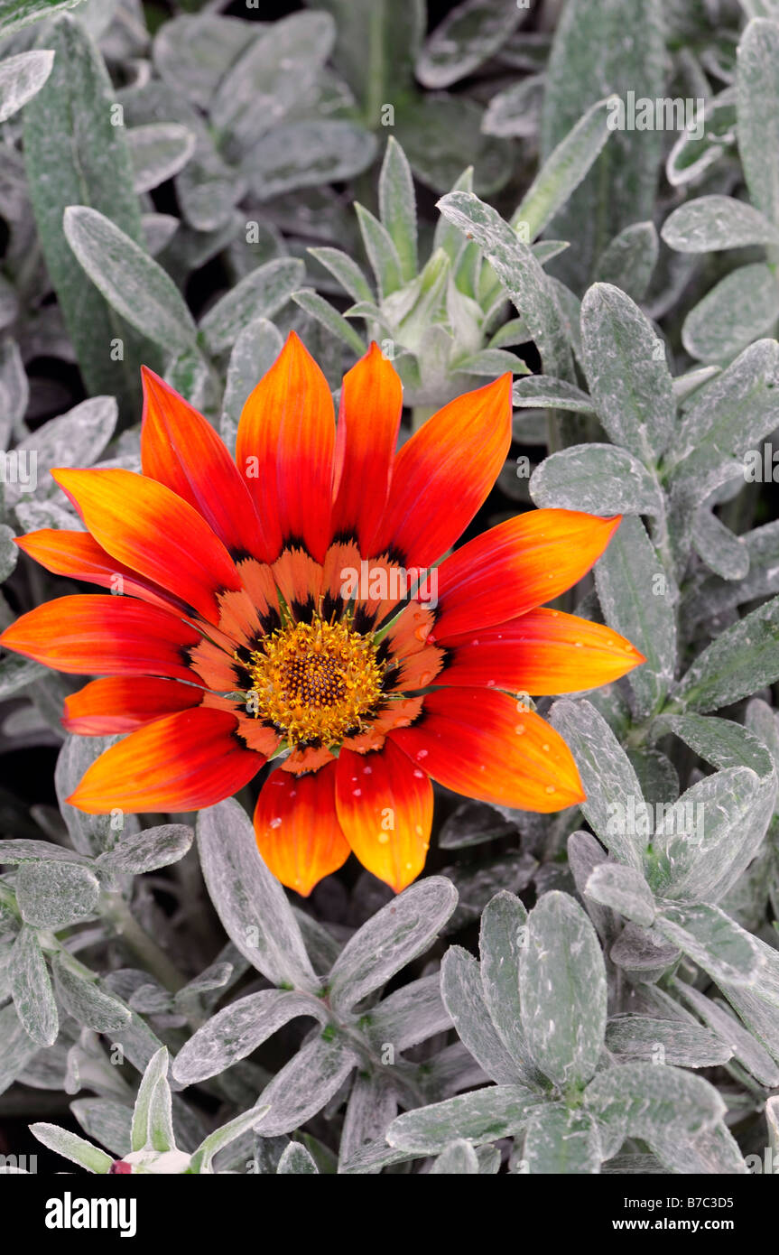 gazania talent red shade flame half hardy annual tender perennial orange Stock Photo