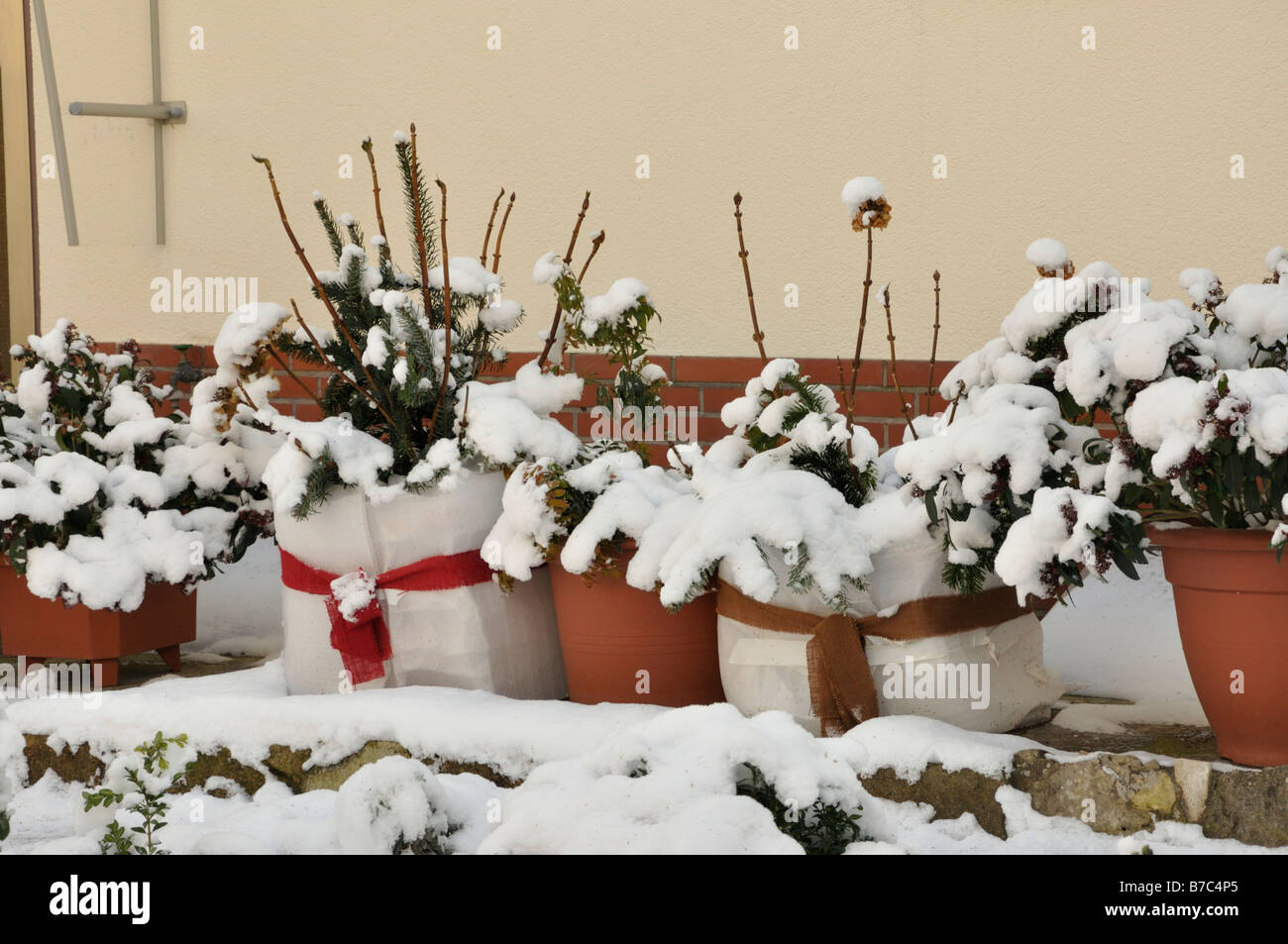 Snow-covered shrubs in tubs with winter protection Stock Photo