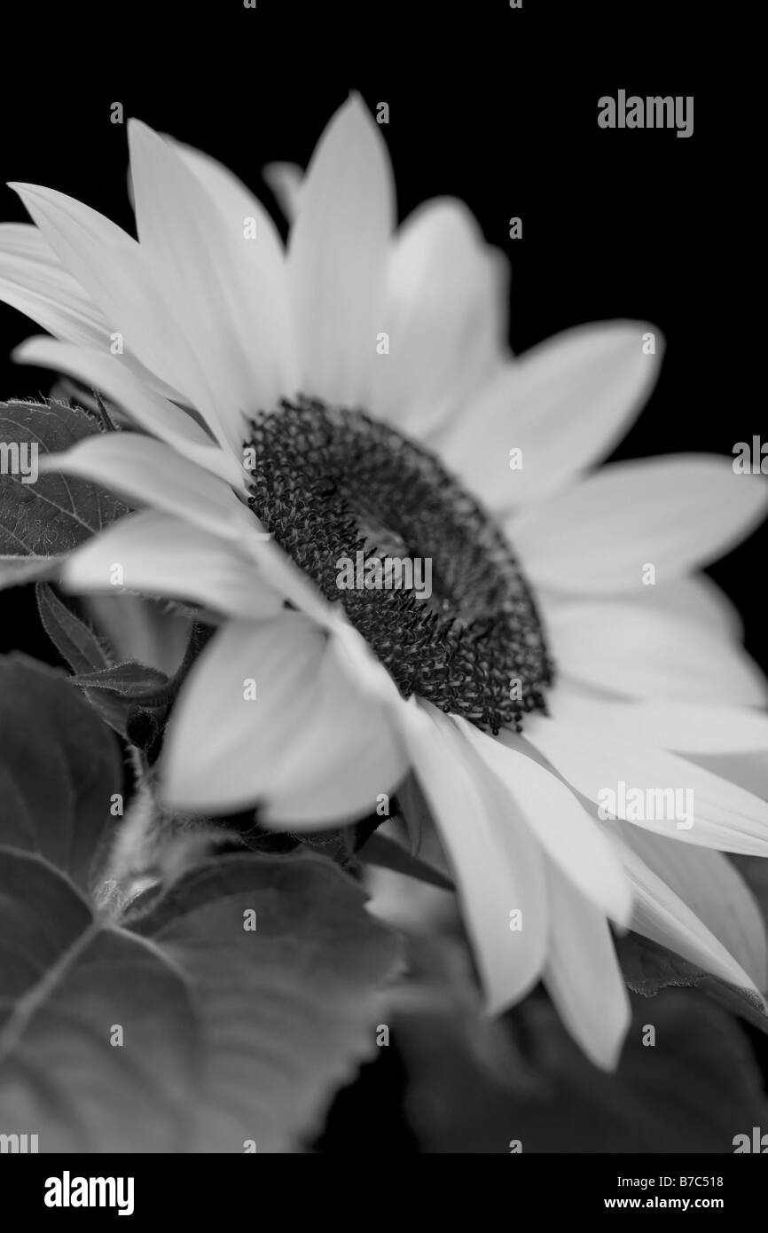 Flower fields Black and White Stock Photos & Images - Alamy
