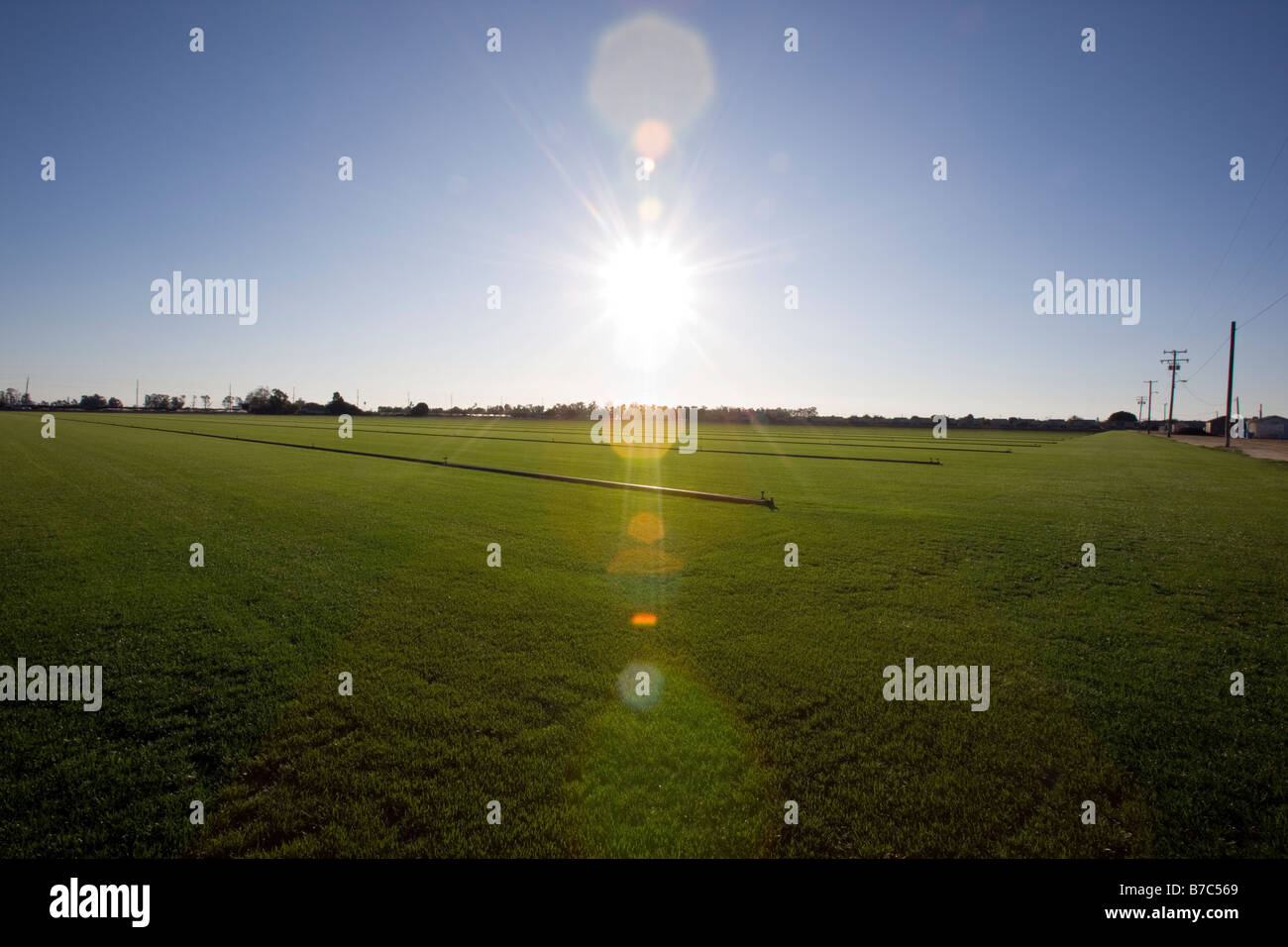 Rich green grass grows on a sod farm in southern California, USA Stock