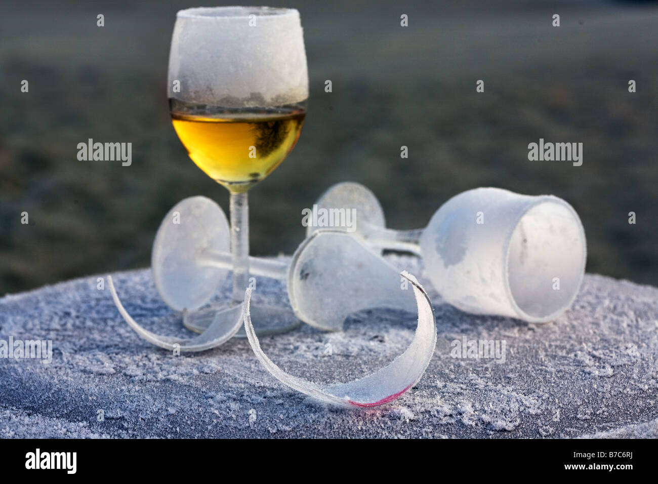 Morningafternightbefore frosted and broken wine glass party remains