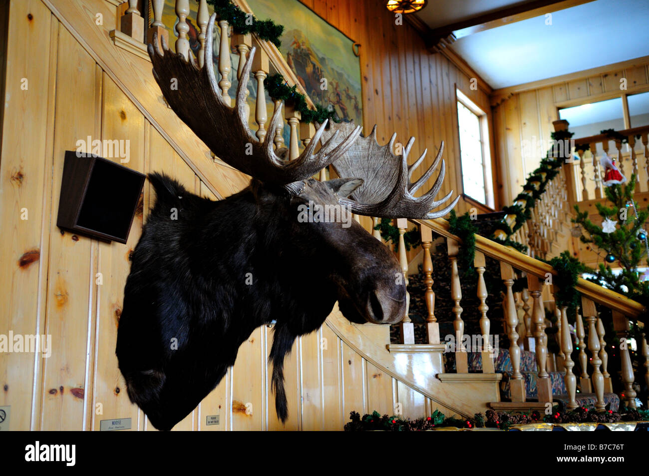 Moose head on the wall. West Yellowstone, Montana, USA. Stock Photo