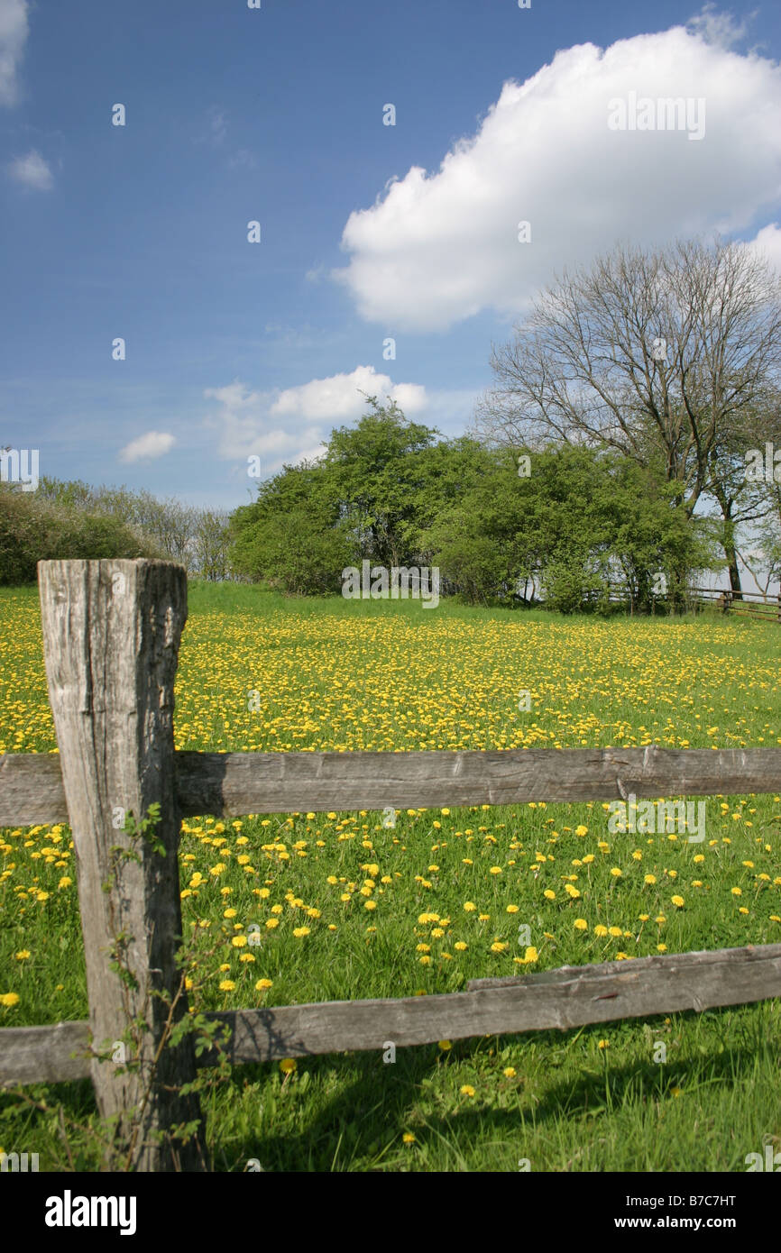 Dandelion meadows hi-res stock photography and images - Alamy