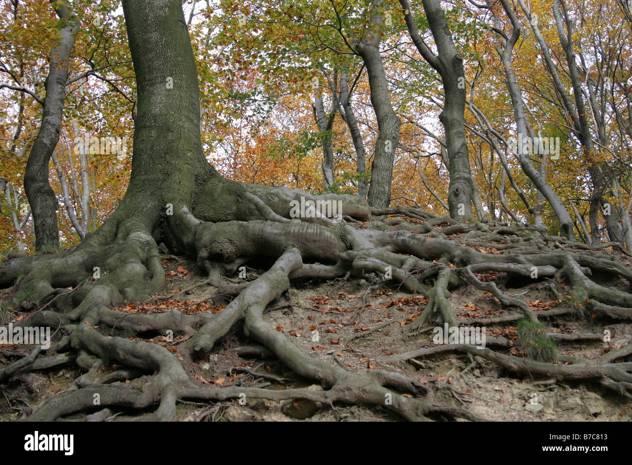 Tree root movement hi-res stock photography and images - Alamy