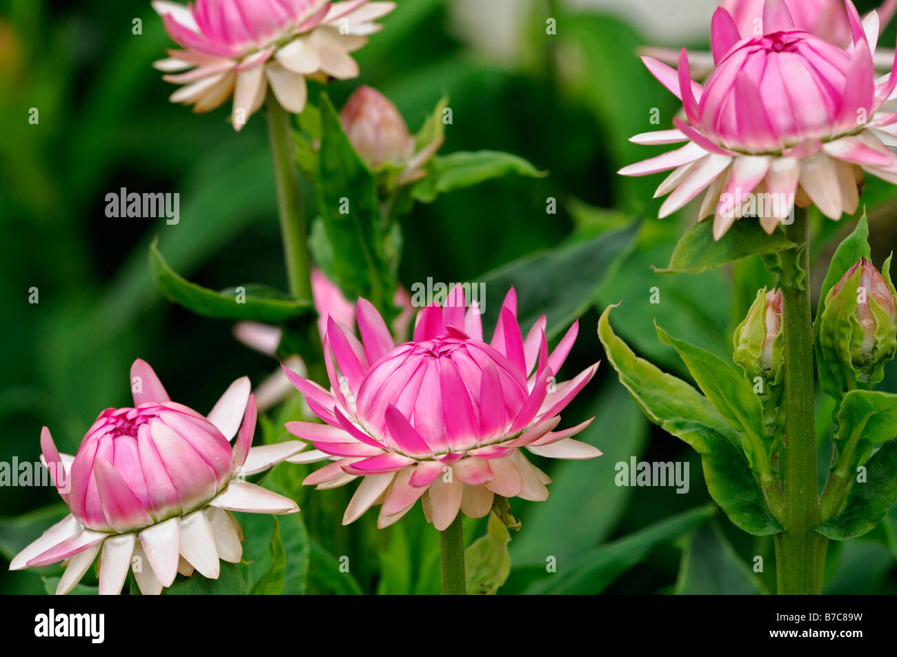 Helichrysum bracteatum 'pastel mixed' cultivar Flowering straw daisy paper daisy strawflowers everlasting Stock Photo