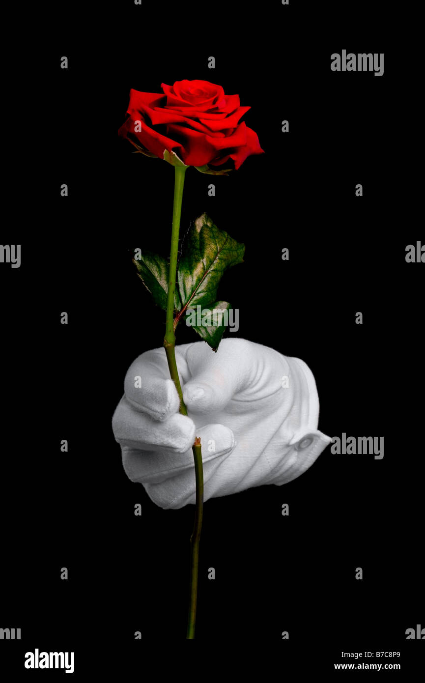 A single red rose being presented by a hand in a white glove isolated on a black background Stock Photo