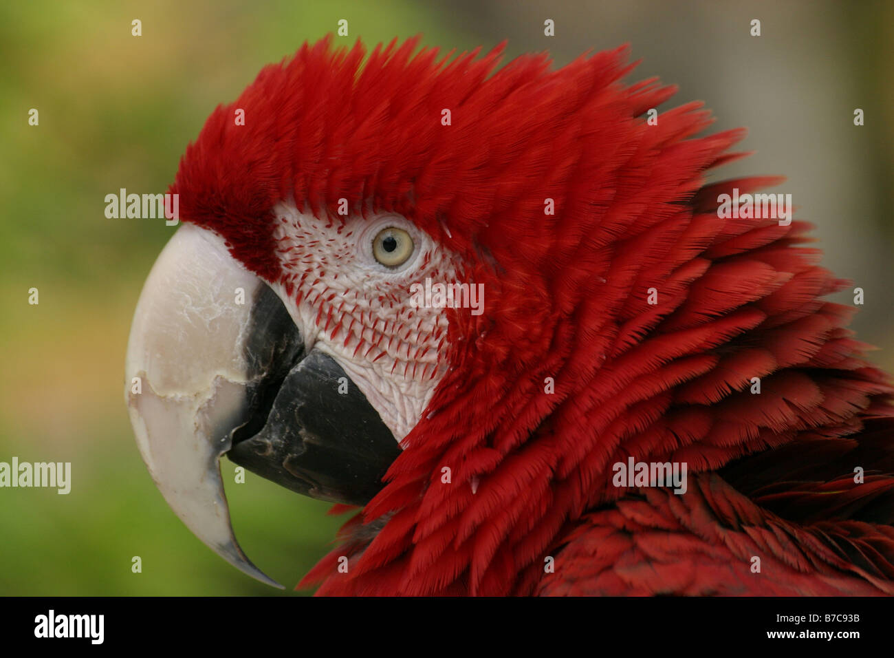 green-winged macaw Stock Photo