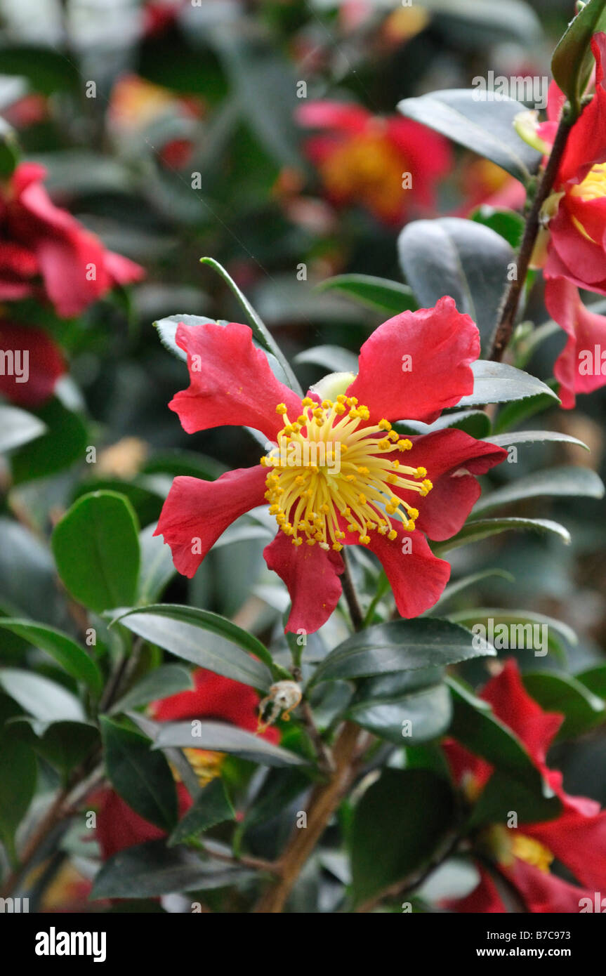 Camellia (Camellia x vernalis 'Yuletide') Stock Photo