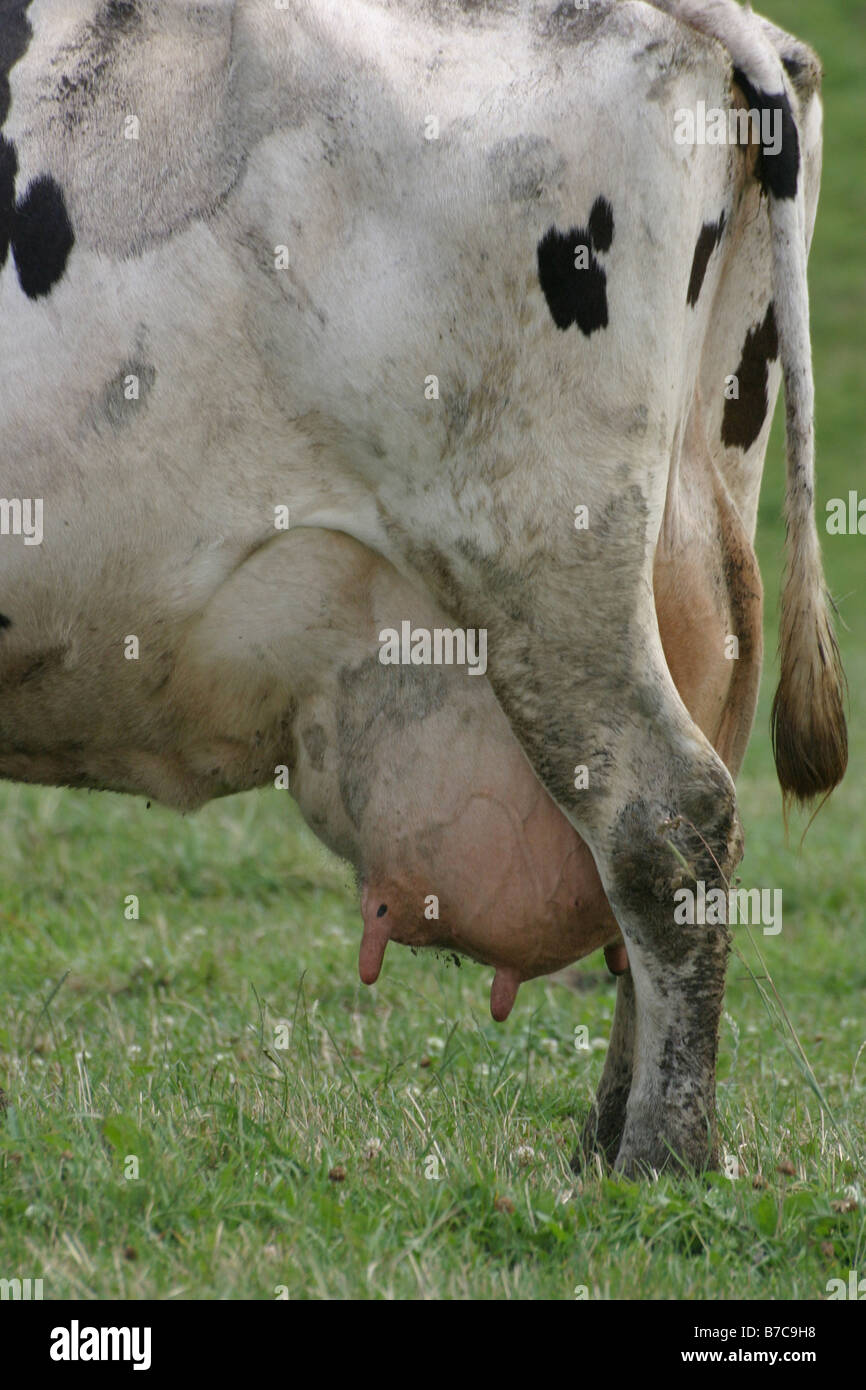 bulging cow udder Stock Photo