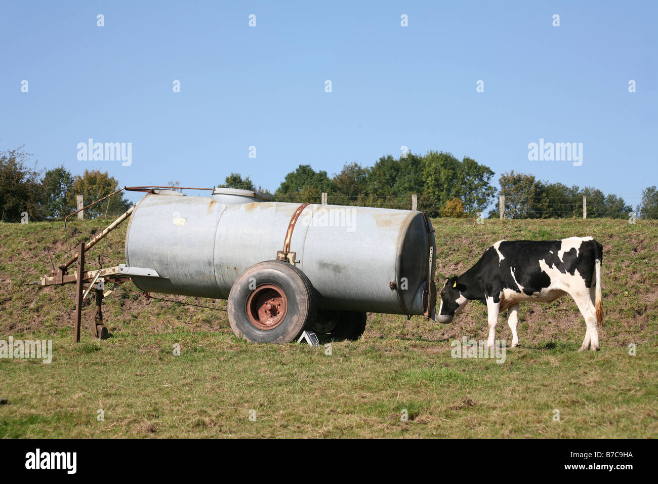 cattle drinking trough Stock Photo Alamy