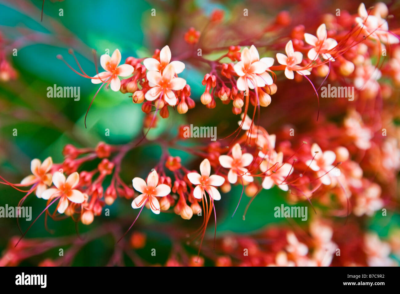 Unusual attractive flowers growing wild in Asia Stock Photo Alamy